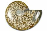 Polished Ammonite (Cleoniceras) Fossil - Madagascar #365022-1